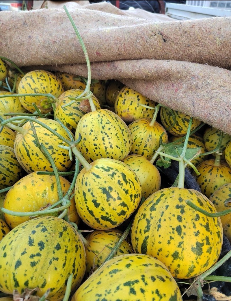 山东聊城莘县花蕾甜瓜，欢迎各位老板采购，每天都有现货