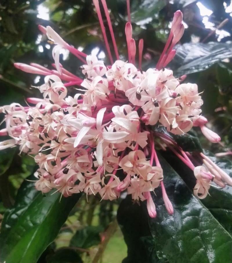 星烁山茉莉种子常绿灌木小乔木树耐热耐旱耐阴耐瘠薄