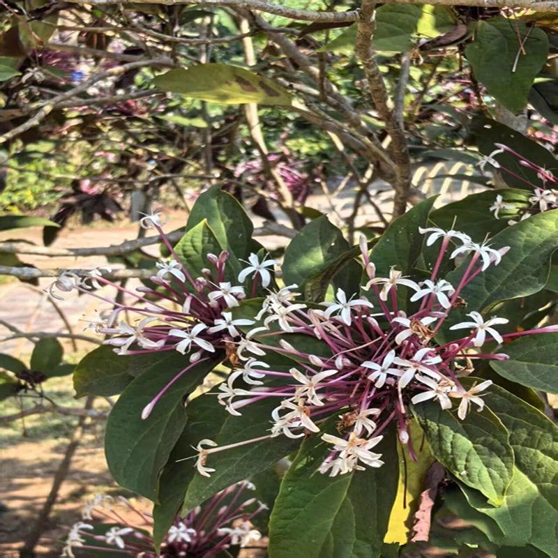 星烁山茉莉种子常绿灌木小乔木树耐热耐旱耐阴耐瘠薄