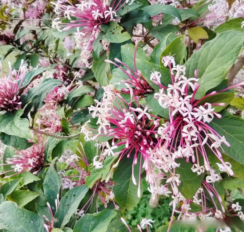 星烁山茉莉种子常绿灌木小乔木树耐热耐旱耐阴耐瘠薄