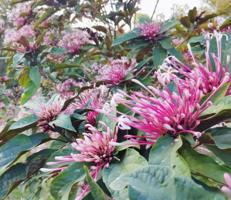 星烁山茉莉种子常绿灌木小乔木树耐热耐旱耐阴耐瘠薄