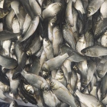 鲫鱼苗中科5号湘云鲫麻鲫抗病力强包运包活