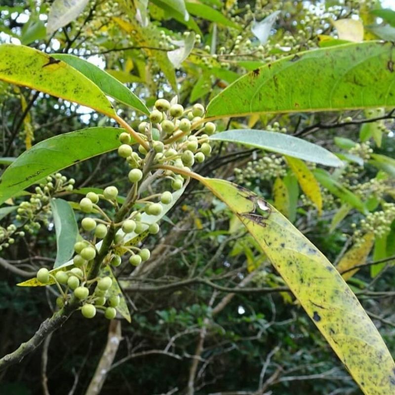 木姜子树苗用种子山胡椒贵州苗种四季种籽籽草种子