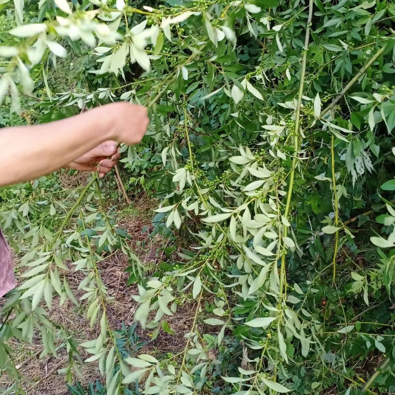 木姜子树苗用种子山胡椒贵州苗种四季种籽籽草种子