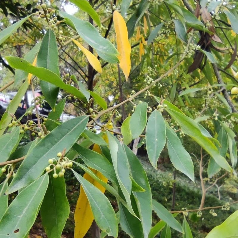 木姜子树苗用种子山胡椒贵州苗种四季种籽籽草种子