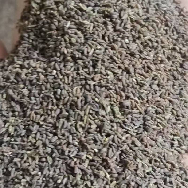 北柴胡籽，红根直条小叶柴胡基地直供品质优可视频看货欢迎