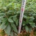 木姜子树苗正宗改良高产山苍子苗山鸡椒山胡椒粉木香子