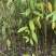 木姜子树苗正宗改良高产山苍子苗山鸡椒山胡椒粉木香子