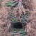 木姜子树苗正宗改良高产山苍子苗山鸡椒山胡椒粉木香子