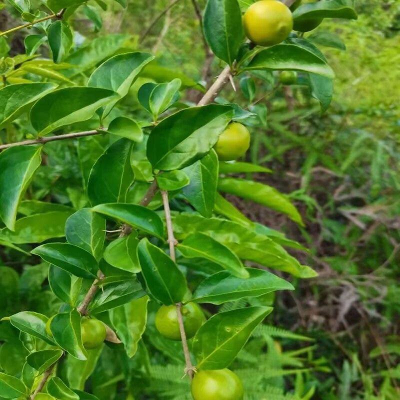 野生猪肚木种子中草药材果山石榴跌掌随老虎刺多年生灌木植物