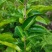 野生猪肚木种子中草药材果山石榴跌掌随老虎刺多年生灌木植物