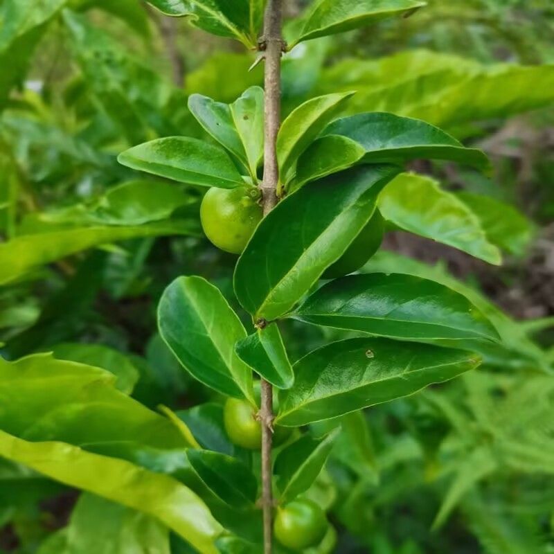 野生猪肚木种子中草药材果山石榴跌掌随老虎刺多年生灌木植物