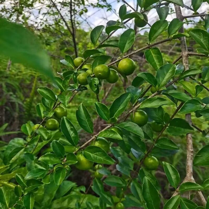 野生猪肚木种子中草药材果山石榴跌掌随老虎刺多年生灌木植物