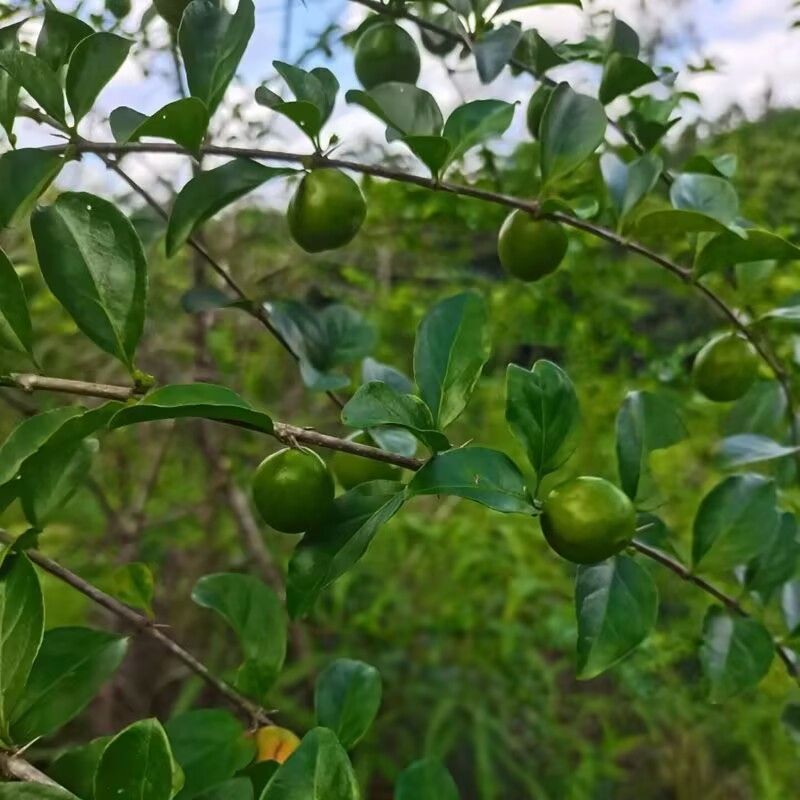 野生猪肚木种子中草药材果山石榴跌掌随老虎刺多年生灌木植物