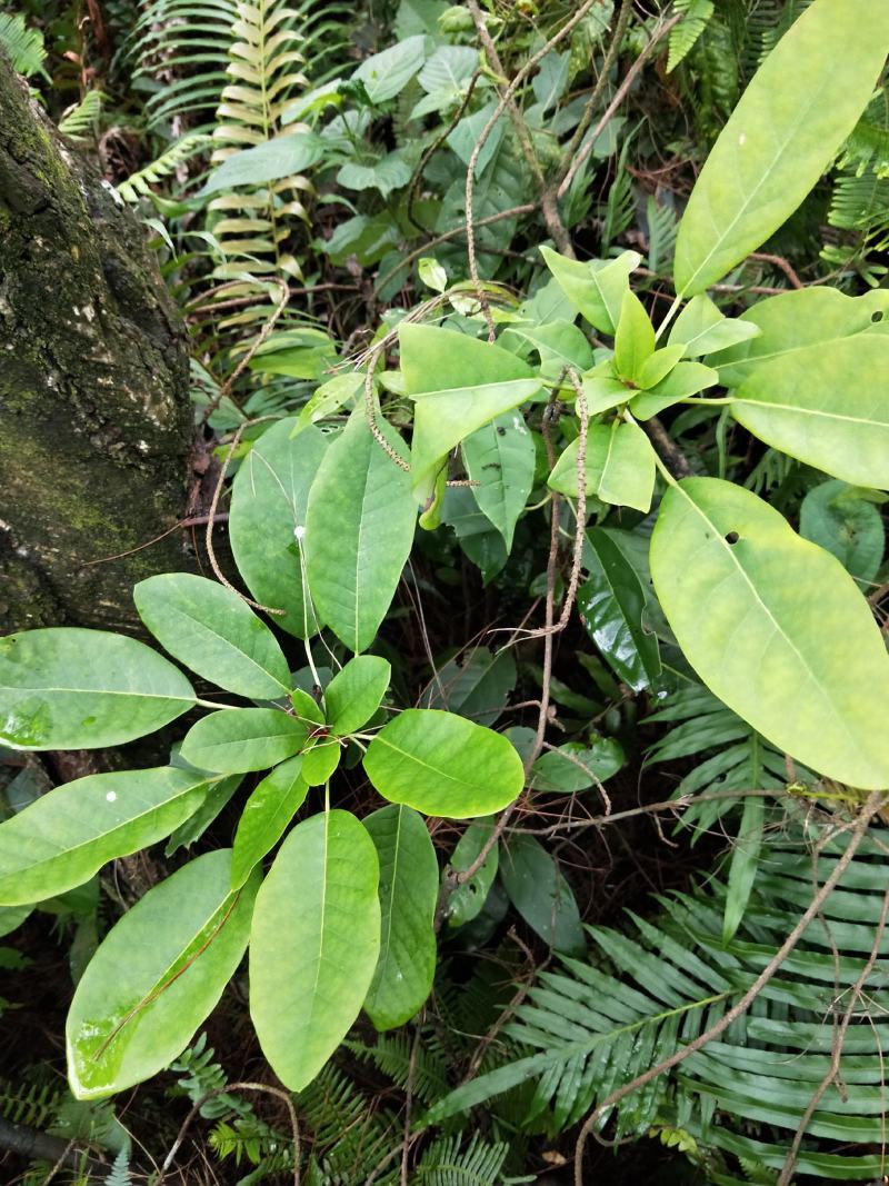 野生猪肚木种子中草药材果山石榴跌掌随老虎刺多年生灌木植物