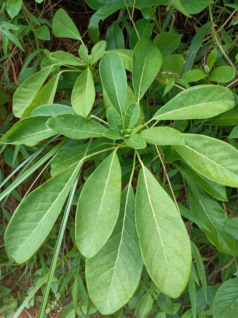 野生猪肚木种子中草药材果山石榴跌掌随老虎刺多年生灌木植物