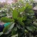 野生猪肚木种子中草药材果山石榴跌掌随老虎刺多年生灌木植物