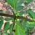 野生猪肚木种子中草药材果山石榴跌掌随老虎刺多年生灌木植物