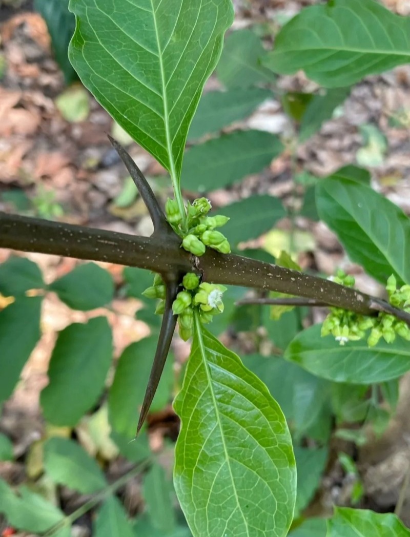 野生猪肚木种子中草药材果山石榴跌掌随老虎刺多年生灌木植物