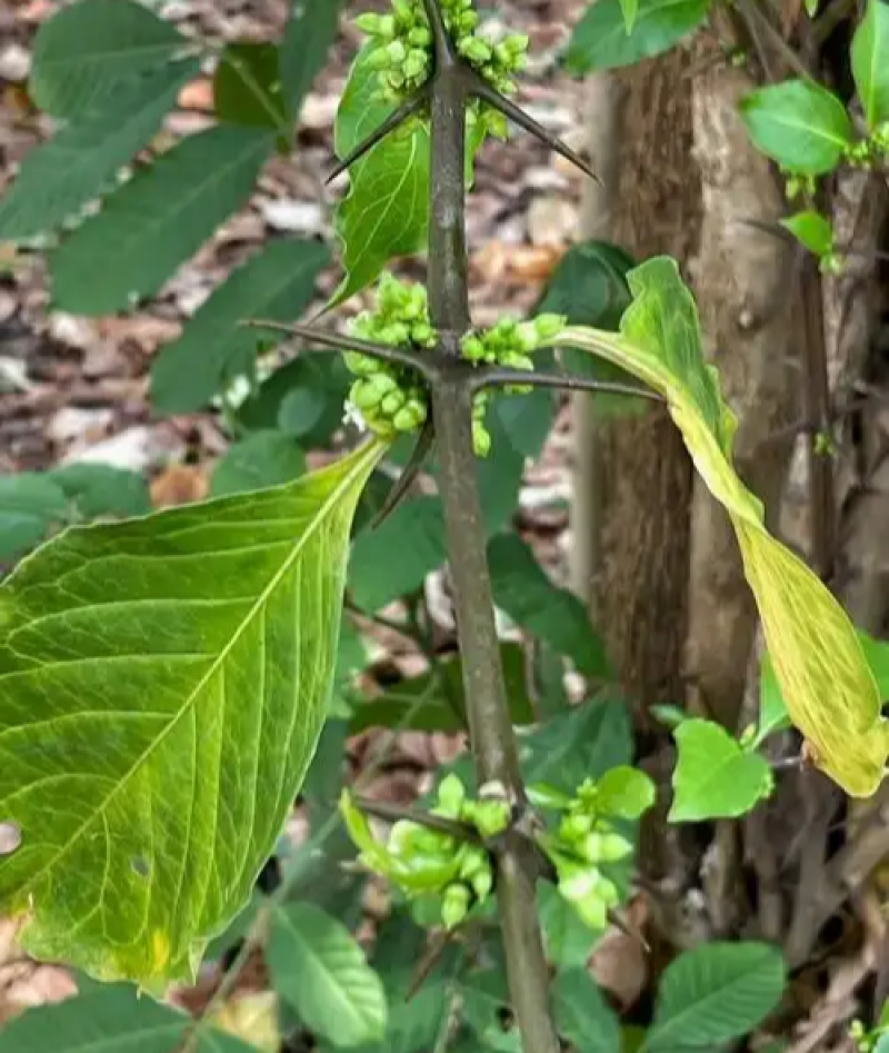 野生猪肚木种子中草药材果山石榴跌掌随老虎刺多年生灌木植物