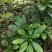 野生猪肚木种子中草药材果山石榴跌掌随老虎刺多年生灌木植物