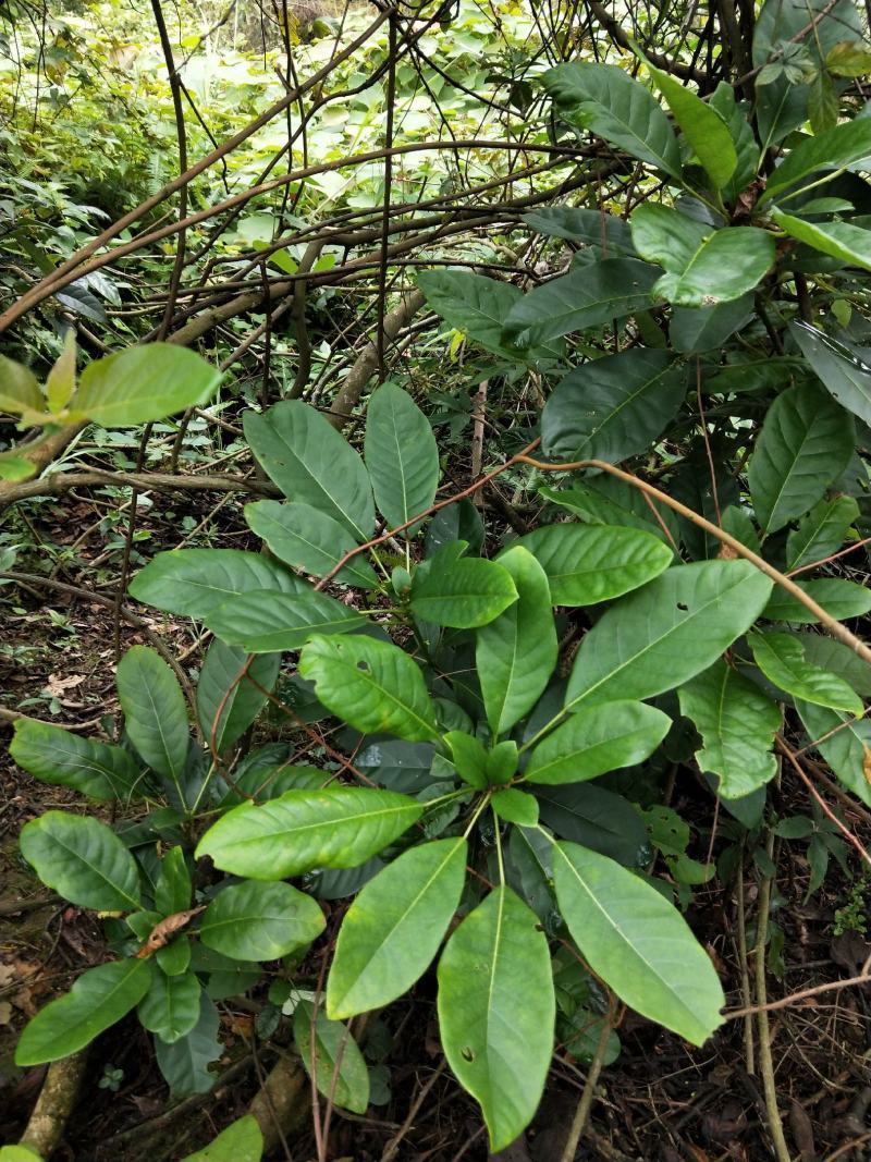 野生猪肚木种子中草药材果山石榴跌掌随老虎刺多年生灌木植物
