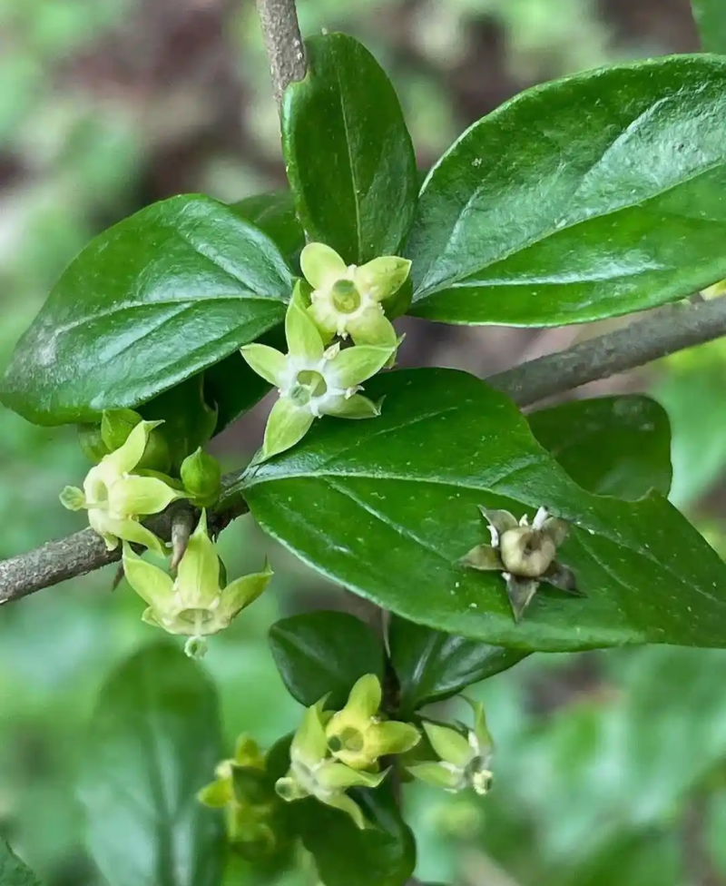 野生猪肚木种子中草药材果山石榴跌掌随老虎刺多年生灌木植物
