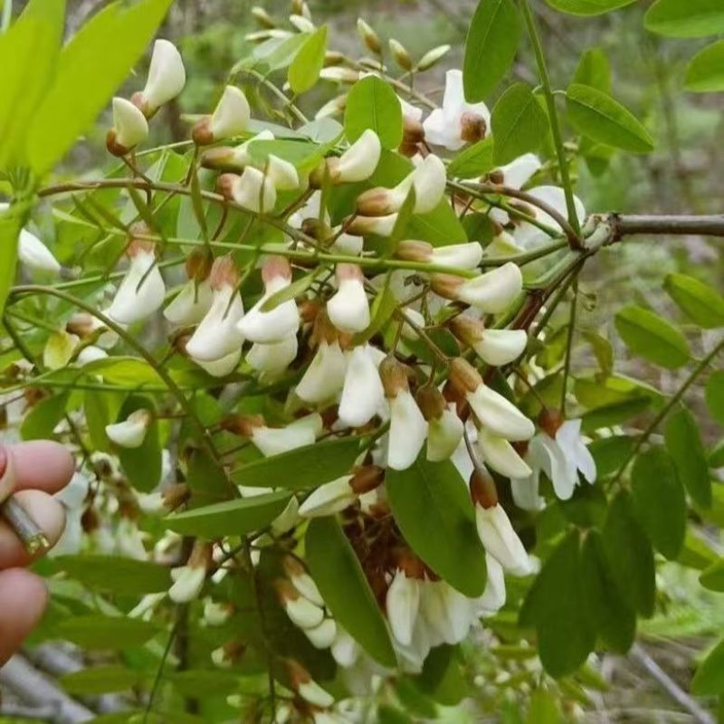 现货精品洋槐花，日产3万斤，产地直发加冰，保证质量