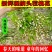 速冻鲜洋槐花对接批发市场，电商社区团购，精品保证一手货源