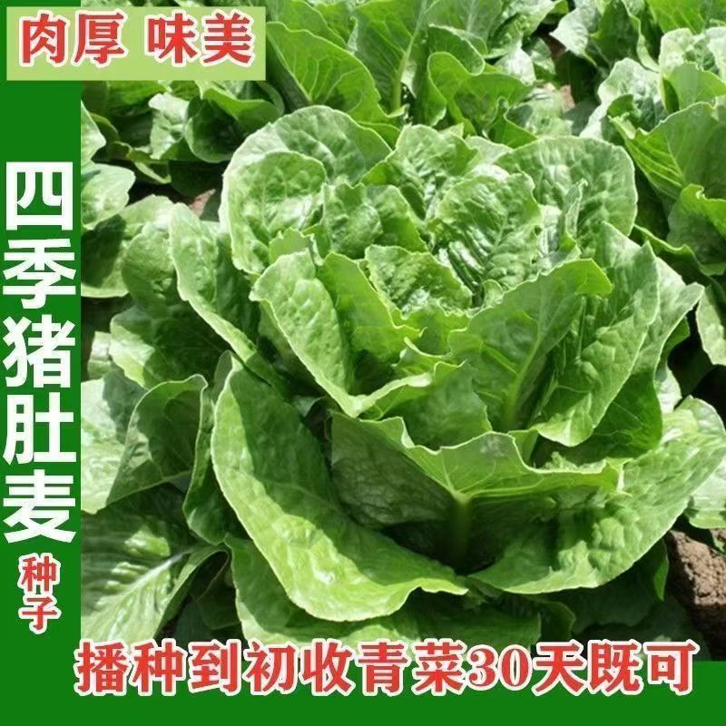 四季猪肚麦种子改良圆叶甜油麦菜种籽春秋四季农家阳台盆栽