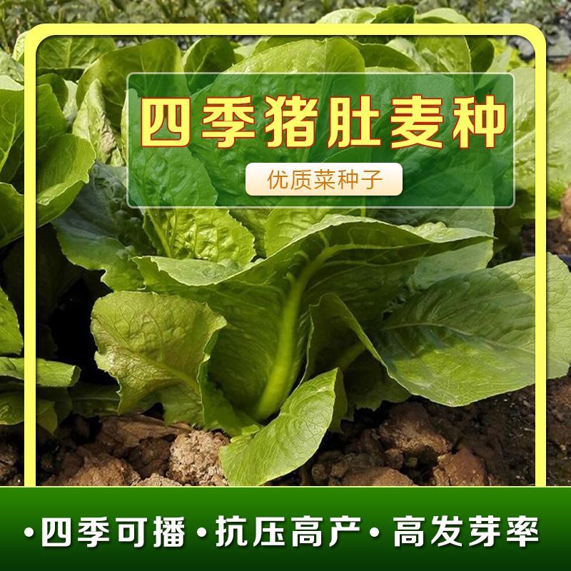 四季猪肚麦种子改良圆叶甜油麦菜种籽春秋四季农家阳台盆栽