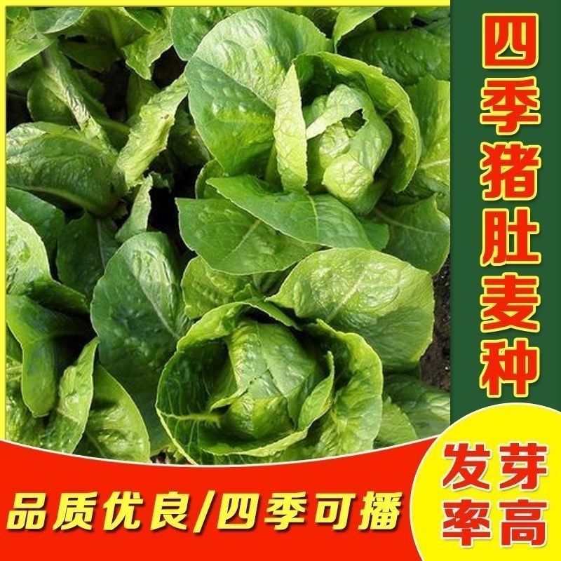 四季猪肚麦种子改良圆叶甜油麦菜种籽春秋四季农家阳台盆栽