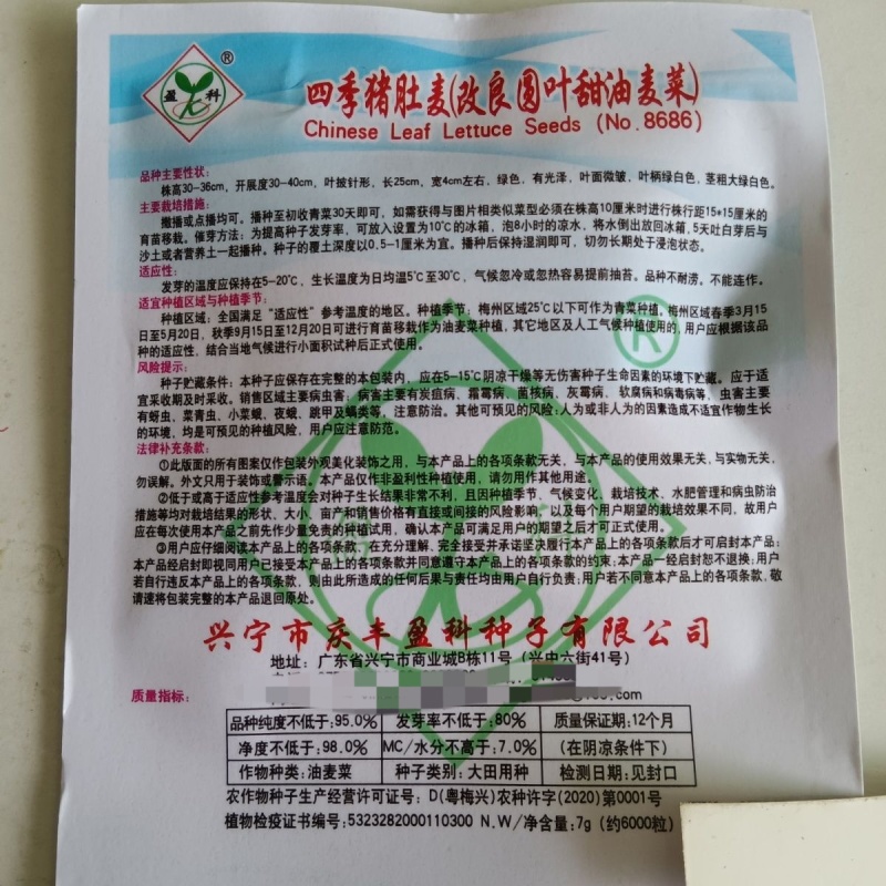 四季猪肚麦种子改良圆叶甜油麦菜种籽春秋四季农家阳台盆栽