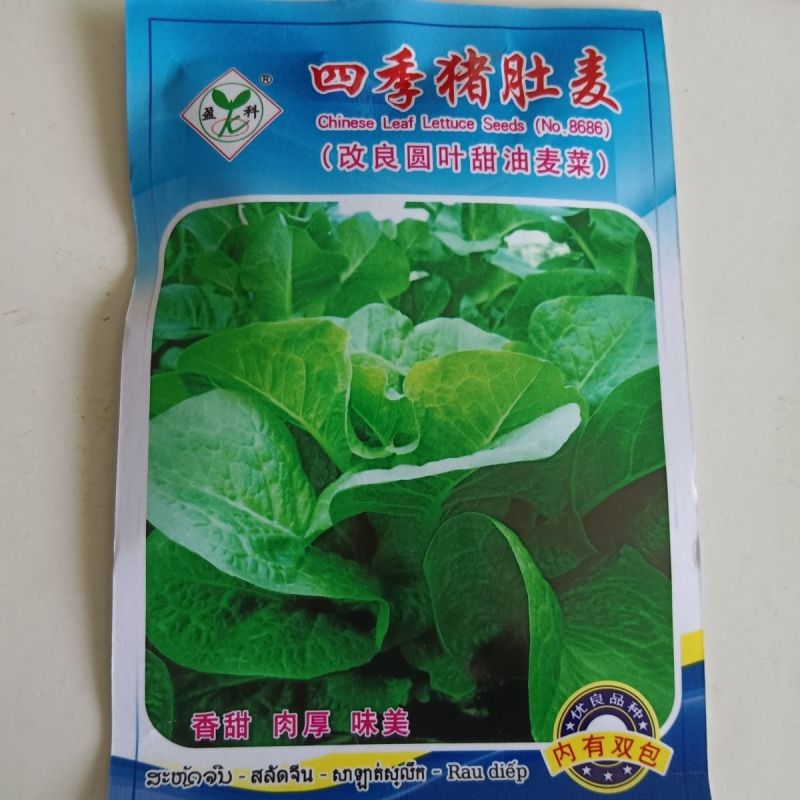 四季猪肚麦种子改良圆叶甜油麦菜种籽春秋四季农家阳台盆栽