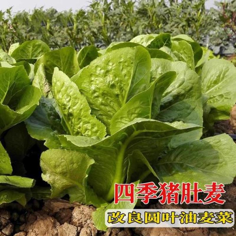 四季猪肚麦种子改良圆叶甜油麦菜种籽春秋四季农家阳台盆栽