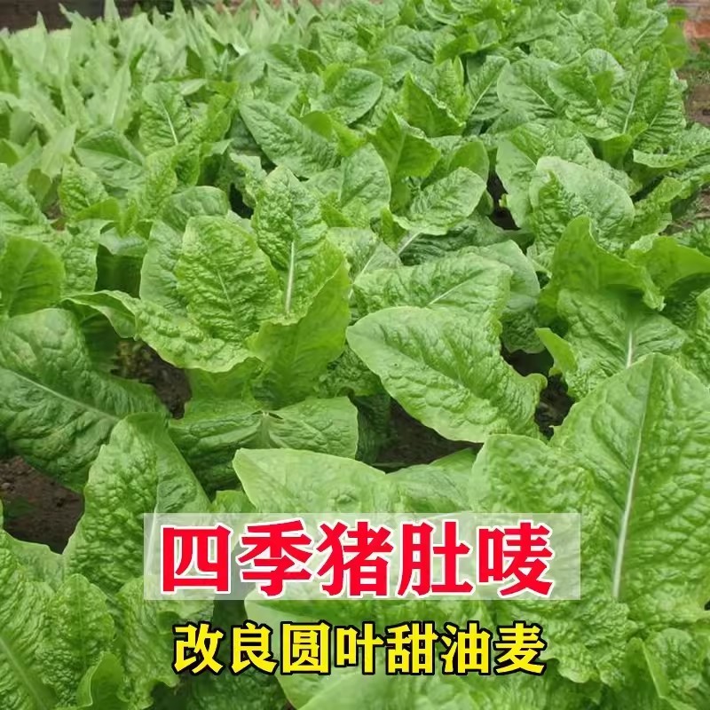 四季猪肚麦种子改良圆叶甜油麦菜种籽春秋四季农家阳台盆栽