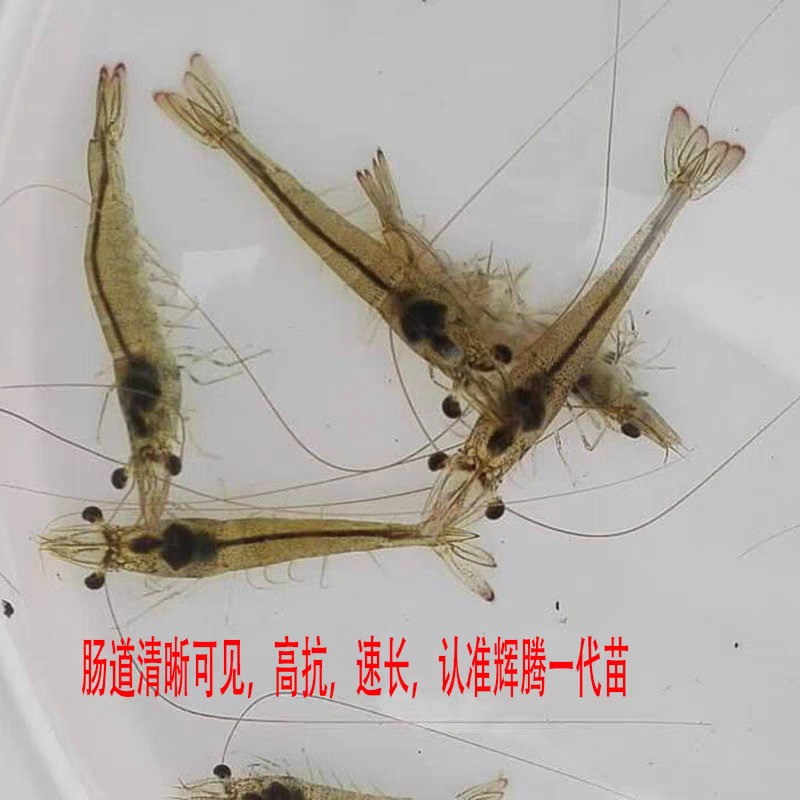 罗氏沼虾苗基地直发全程技术指导欢迎来电咨询