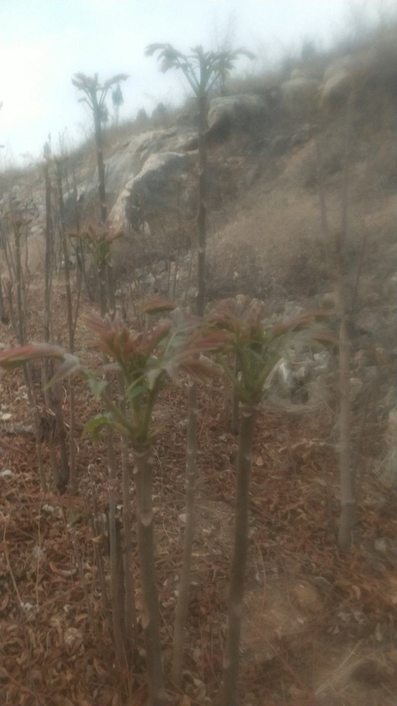 露天香椿芽