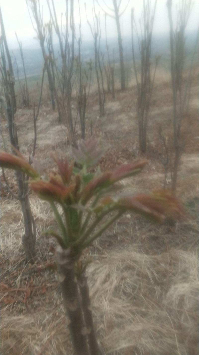 露天香椿芽