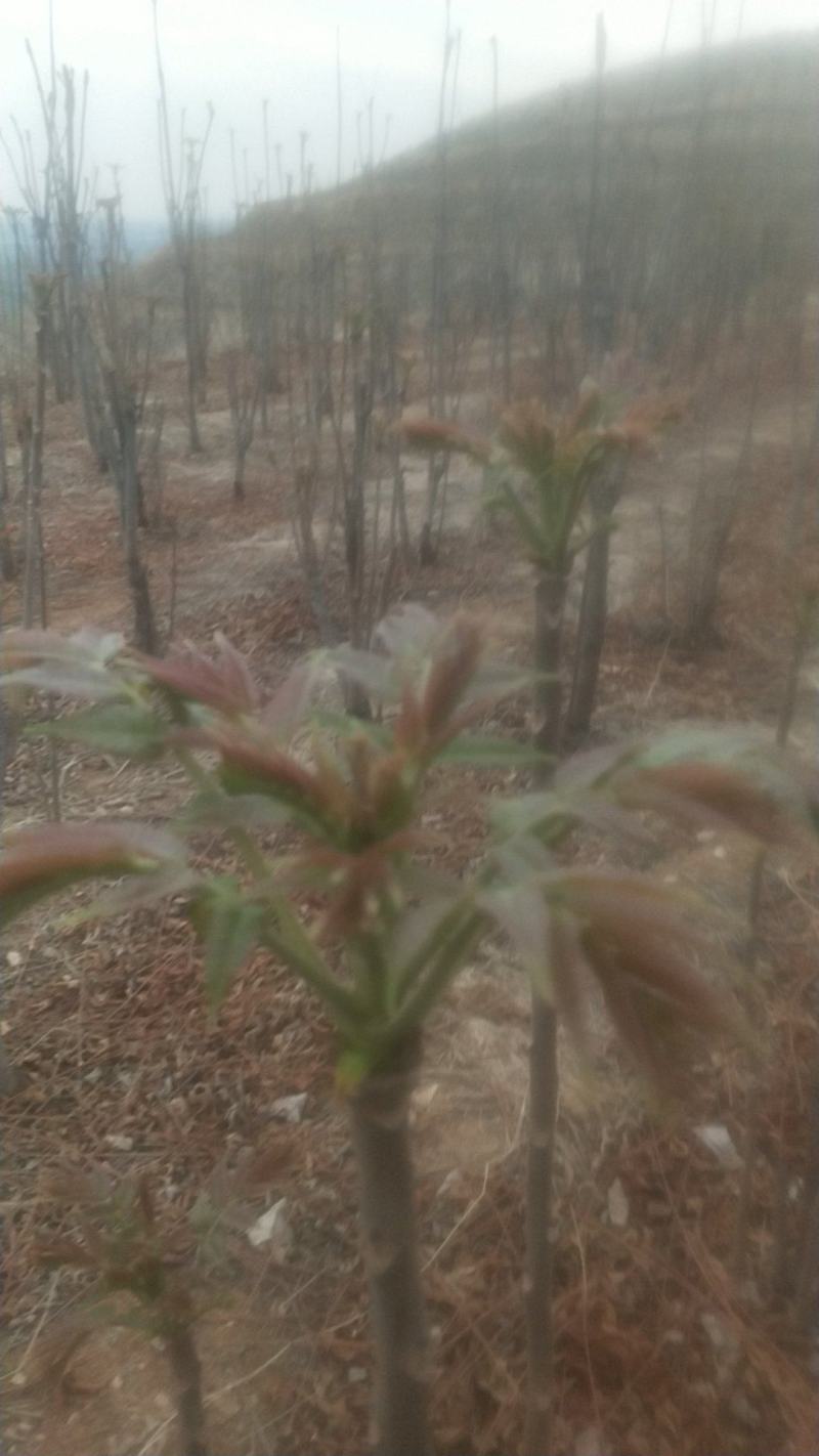 露天香椿芽