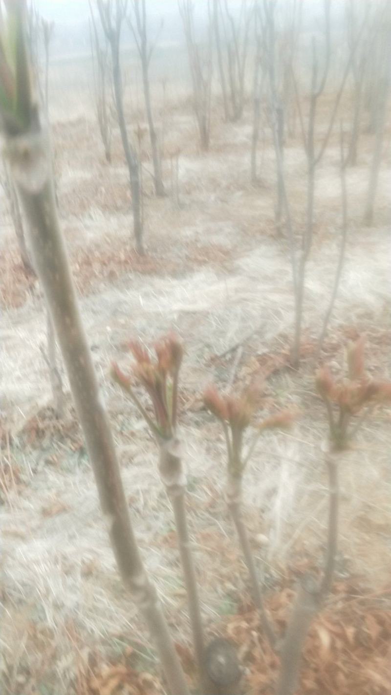 露天香椿芽