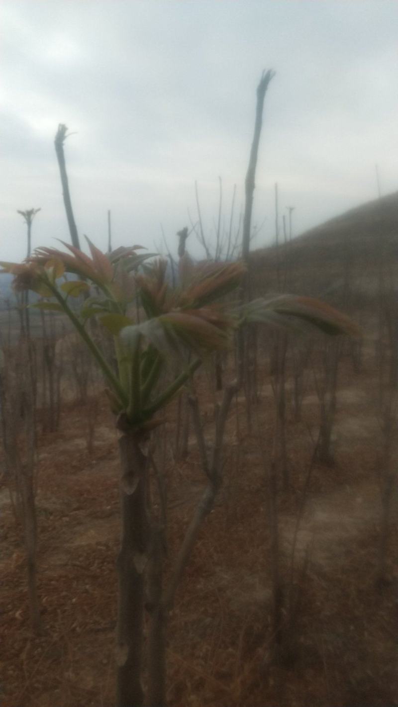 露天香椿芽