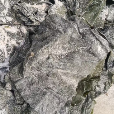 半干海带头