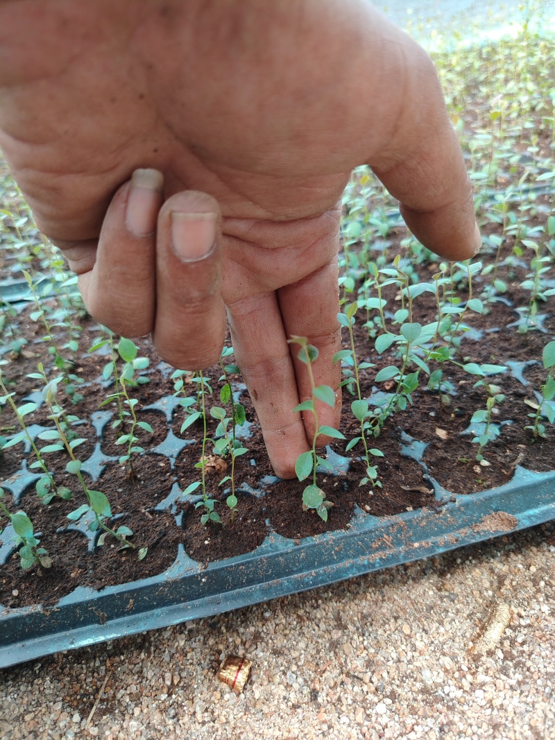 蓝莓组培，苔藓苗，瓶苗，基地直销常年批发，各种热销品种