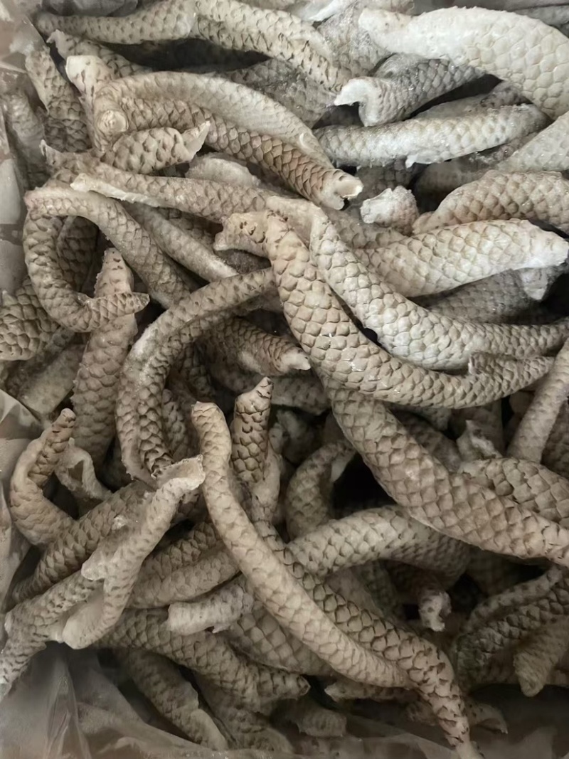 清江鱼皮