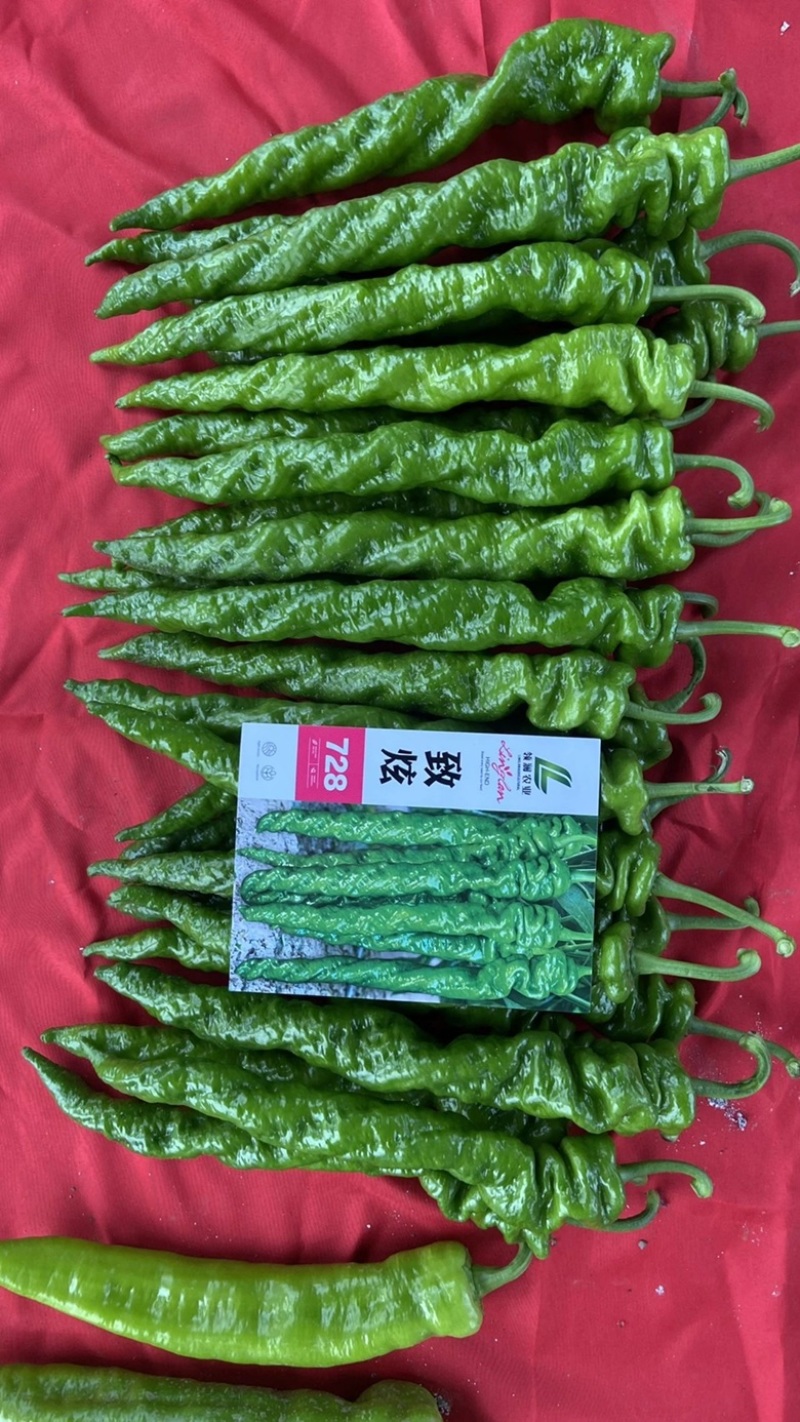 致炫728螺丝椒种子全螺高秧品种，杂交一代，种子
