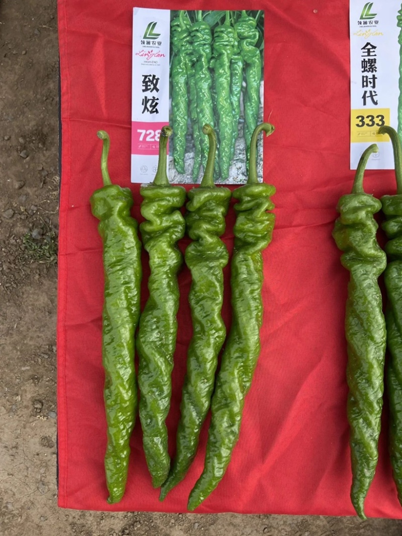 致炫728螺丝椒种子全螺高秧品种，杂交一代，种子