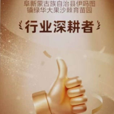 沙棘苗万亩基地货量充足对接各大电商平台代发代卖
