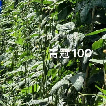 青冠100青条长豆角种子，中早熟，结荚能力强，条长顺直