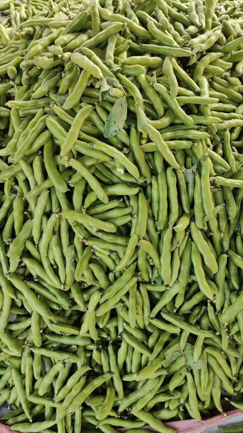 精品温州乐清，蚕豆，品蚕，大蚕豆，胡豆，